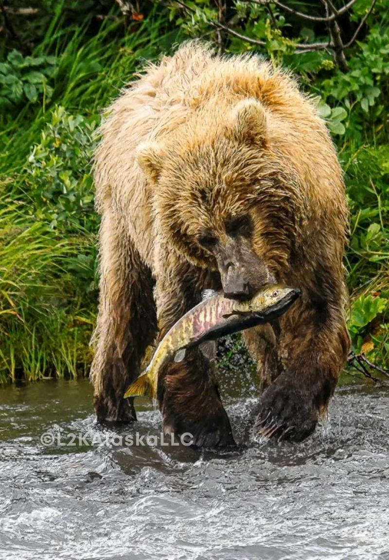 Bear with Fish Bear with Fish